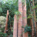 Dragon Bamboo Tree Plant Bamboo Tree For Home Garden (বীজ). 