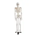 Mini Skeleton For student  - Human Skeleton Model for Anatomy Anatomical Skeleton Human Skeleton Anatomy Skeleton Model 17in. 