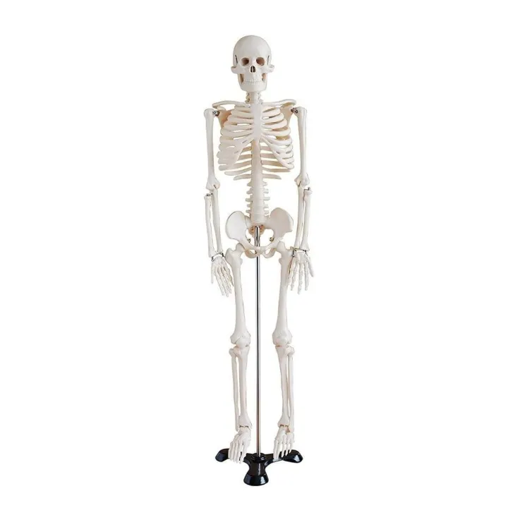 Mini Skeleton For student  - Human Skeleton Model for Anatomy Anatomical Skeleton Human Skeleton Anatomy Skeleton Model 17in