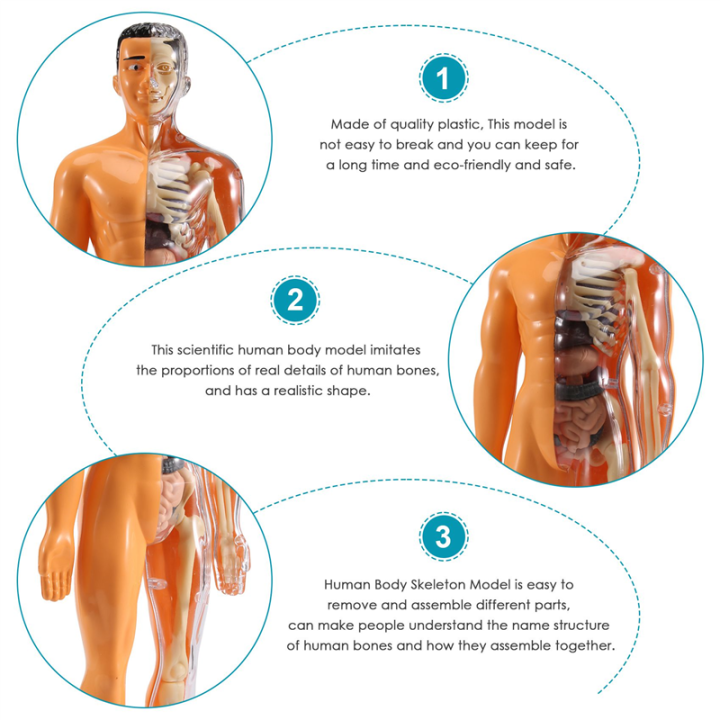 3D%20Human%20Body%20Anatomy%20Model%20Plastic%20DIY%20Skeleton%20Science%20Aids%20Toys%20-%20Image%207