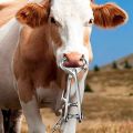 Stainless Steel Farm Cattle Livestock Tool Cow Nose Ring Pliers Bull.