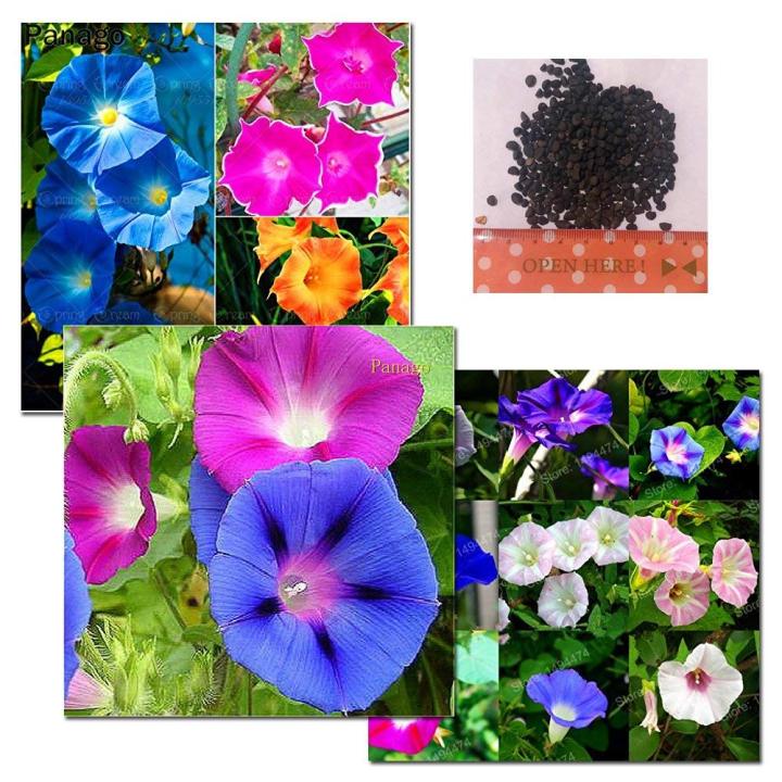 Morning%20Glory%20Seeds%20Japanese%20Rosita%20Morning%20Glory%20-%2015%20Pcs%20Seeds%20-%20Image%202
