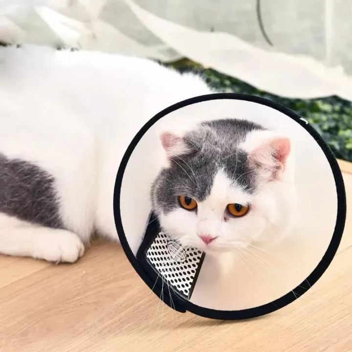 Elizabethan%20E-Collar%20Cat%20Cone%20%20Size-6%20-%20Cat%20Belt%20-%20Cat%20Belt%20-%20Image%202