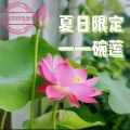 Thai Bowl Lotus Flower Seeds - 5 Seeds ( Germination 100%). 
