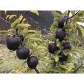 Black diamond apple tree Seeds- 20Pcs. 