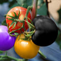 20 Pcs Global Colourful Rainbow Tomato Fruit Bonsai Seeds. 