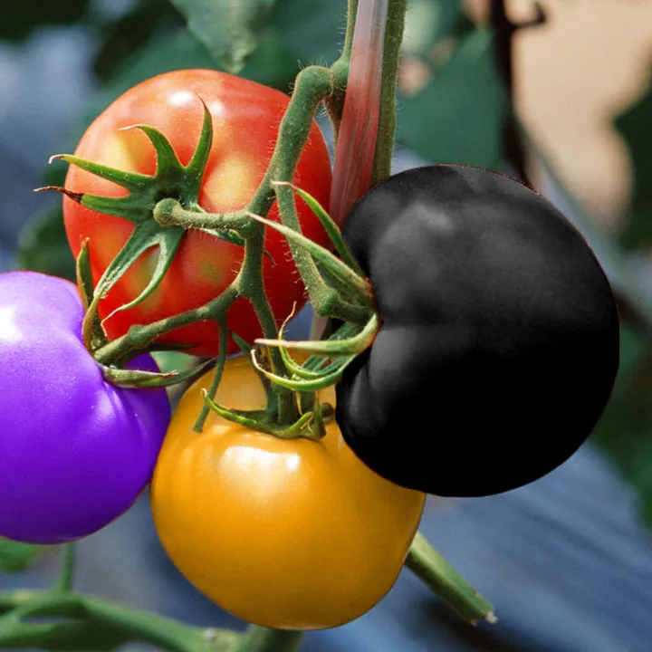 20%20Pcs%20Global%20Colourful%20Rainbow%20Tomato%20Fruit%20Bonsai%20Seeds%20-%20Image%205