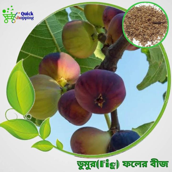 Hybrid Fig Fruits Seeds 30 Pis + Gift
