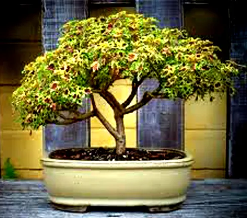 Coleus%20Bonsai%20Tree%20Seeds%20-15%20pcs%20seeds%20-%20Image%202
