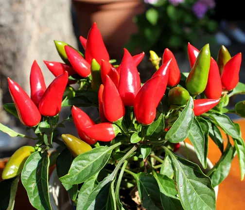 All%20Season%20Indian%20Bullet%20Chili%20Hybrid%20SeedS%20For%20Plants%20and%20Tob/Terrace%20-%2030PcS%20-%20Image%202