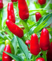 All Season Indian Bullet Chili Hybrid SeedS For Plants and Tob/Terrace - 30PcS. 