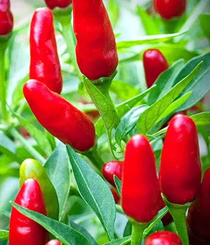 All%20Season%20Indian%20Bullet%20Chili%20Hybrid%20SeedS%20For%20Plants%20and%20Tob/Terrace%20-%2030PcS%20-%20Image%205