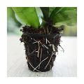 Germination cup-Hydroponic cup 50 pcs. 