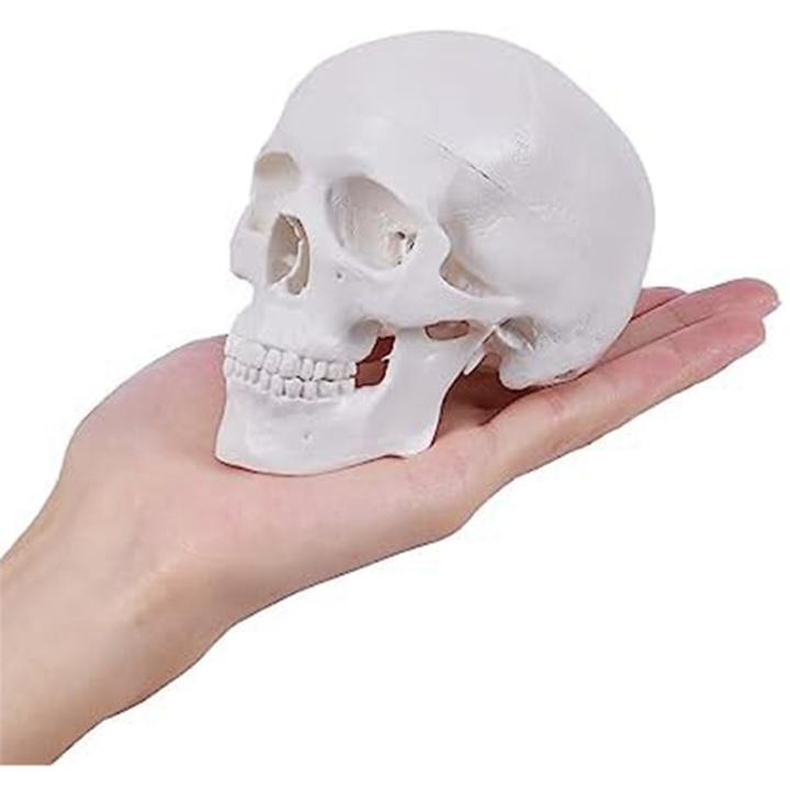 Mini%20Human%20Skull%20Model,%203%20Parts%20Anatomical%20Skull%20Model%20with%20Removable%20Skull%20Cap%20and%20Articulated%20Mandible%20Durable%20White%20-%20Image%202