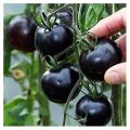 30 Pcs Global Black Cherry Tomato SeedS. 