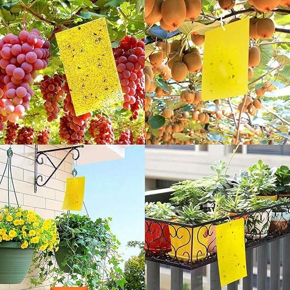 Fruit Fly Traps Bugs Yellow Sticky Board Pest Control Insect Killer Two-sided Glue Paper Trap For Kill Pest