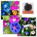 Morning Glory Seeds Japanese Rosita Morning Glory - 15 Pcs Seeds. 