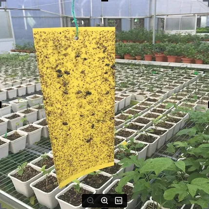 Fruit%20Fly%20Traps%20Bugs%20Yellow%20Sticky%20Board%20Pest%20Control%20Insect%20Killer%20Two-sided%20Glue%20Paper%20Trap%20For%20Kill%20Pest%20-%20Image%202