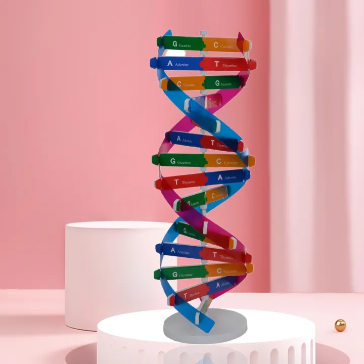 %EF%BC%88New%EF%BC%89DNA%20Model%20Double%20Helix%20tructure%20Teaching%20Toy%20AB%20Double%20Helix%20DIY%20Human%20Gene%20for%20Biological%20cience%20-%20Image%208