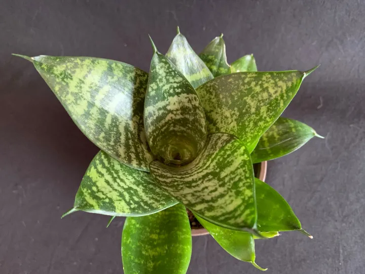 Snake%20plant,%20(sansevieria%20green%20small),%20(Without%20pot)%20Plant%20-%20Image%202