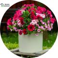20 PcsAll Season Petunia Flower Seeds(পিটুনিয়া ফুল বীজ) - 20 Pcs Seeds. 