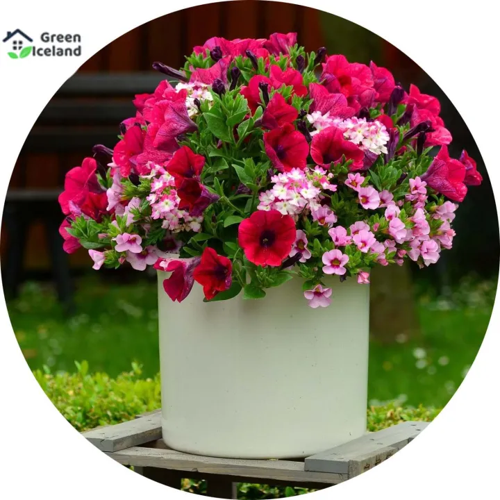 20%20PcsAll%20Season%20Petunia%20Flower%20Seeds(%E0%A6%AA%E0%A6%BF%E0%A6%9F%E0%A7%81%E0%A6%A8%E0%A6%BF%E0%A7%9F%E0%A6%BE%20%E0%A6%AB%E0%A7%81%E0%A6%B2%20%E0%A6%AC%E0%A7%80%E0%A6%9C)%20-%2020%20Pcs%20Seeds%20-%20Image%203