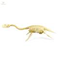 Dinosaur Skeleton Models Bones Figures for Festival. 
