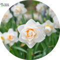 20 Pcs Natural Daffodil Flower Seeds  - 20 Pcs Seeds. 