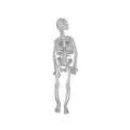 Portable Skull Prop Attractive Plastic Funny Halloween Luminous Skeleton Body Toy Sculpture for Festival. 
