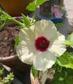 Mesta Joba Flowers Seeds 15 Pis (Multicolor Flowers Seeds). 
