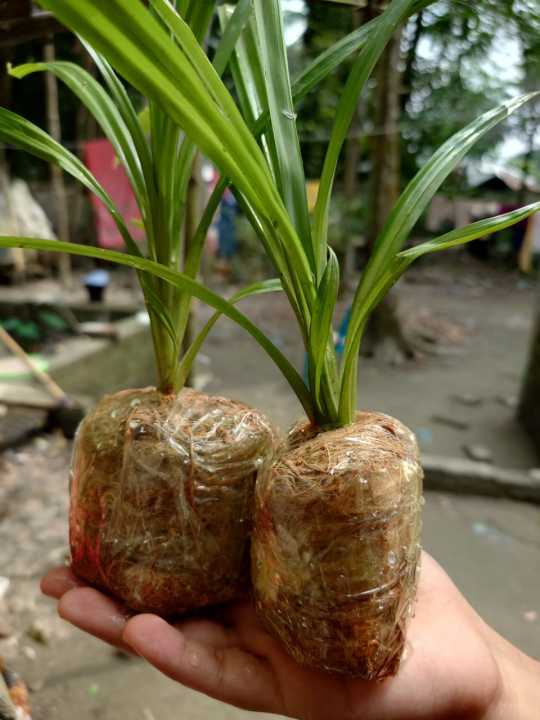 Polapoo Plant Polao Pata Small Pandan Tree Plant 🌿 | Natural Fragrance for Polao ...