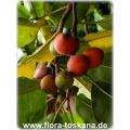 বকুল Seed 10 Pse. 