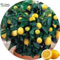 Global Dwarf Lemon Tree Seeds - 10 Pcs Seeds.