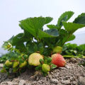 Red Strawberry Imported Global Seeds -30 pcs Seeds. 