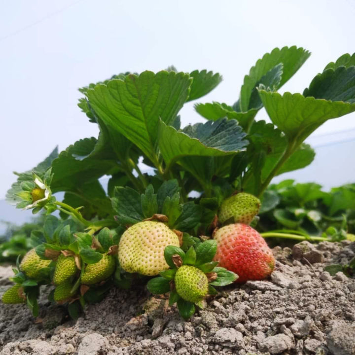 Red%20Strawberry%20Imported%20Global%20Seeds%20-30%20pcs%20Seeds%20-%20Image%207
