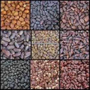 Mix%20Dates/%20Mixed%20Khejur-%201%20kg%20-%20Image%203