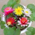 Global Bowl Water Lily (Lotus) Multicolor Seeds- 5 Pcs Seeds.
