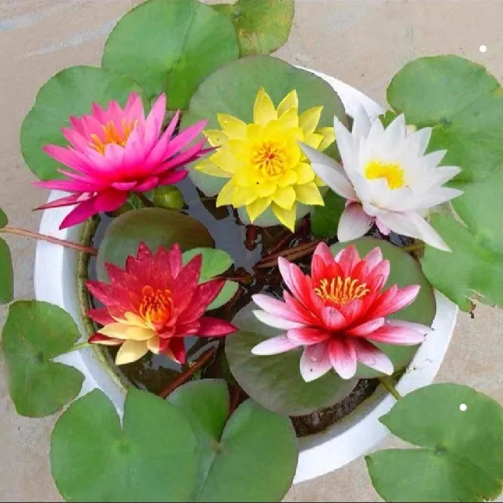 Global%20Bowl%20Water%20Lily%20(Lotus)%20Multicolor%20Seeds-%205%20Pcs%20Seeds%20-%20Image%204