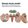 Human Brain Model Simulation 8-Part PVC Life-size Anatomy Teaching Tool for Classroom. 