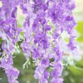 Purple Wisteria Artificial Flowers 12Pcs Hanging Garland Wedding Flower String Silk Flowers Home Garden Wedding Decoration.