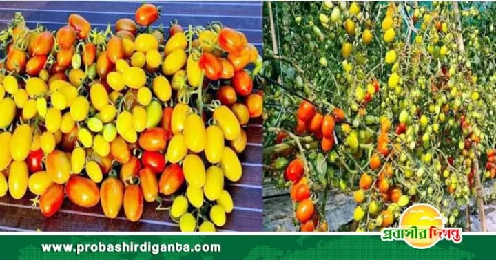 Hybrid%20Cherry%20tomato%20seeds%2030%20pice+gift%20-%20Image%203