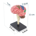 New 4D Human Brain Model Kids Scientific Medical Teaching Anatomical Model Lab Display Model DIY Assembling Model. 