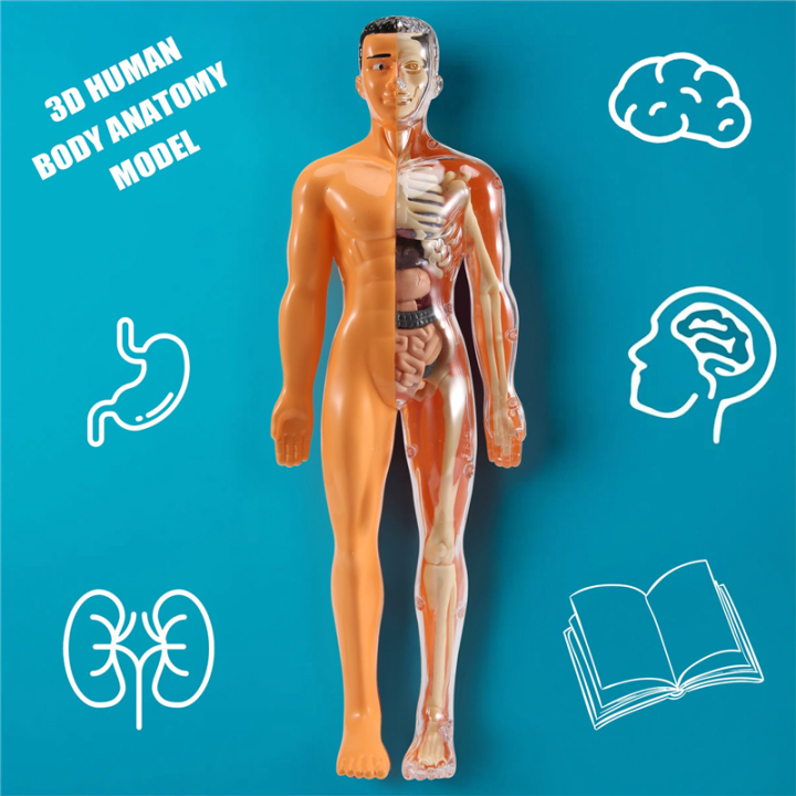 3D%20Human%20Body%20Anatomy%20Model%20Plastic%20DIY%20Skeleton%20Science%20Aids%20Toys%20-%20Image%205