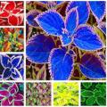 100Pcs Janpanse Bonsai Coleus Plant Foliage Plants Perfect Color Dragon Bonsai Seeds. 