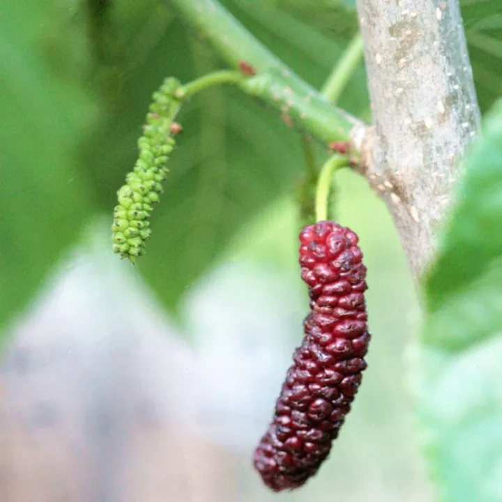 Red%20Mulberry%20Seeds%20Long%20Mulberry%20Bonsai%20For%20Garden-30Pcs%20seeds%20-%20Image%203