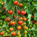 Hybrid Cherry Tomato Mix seeds 25 pis. 