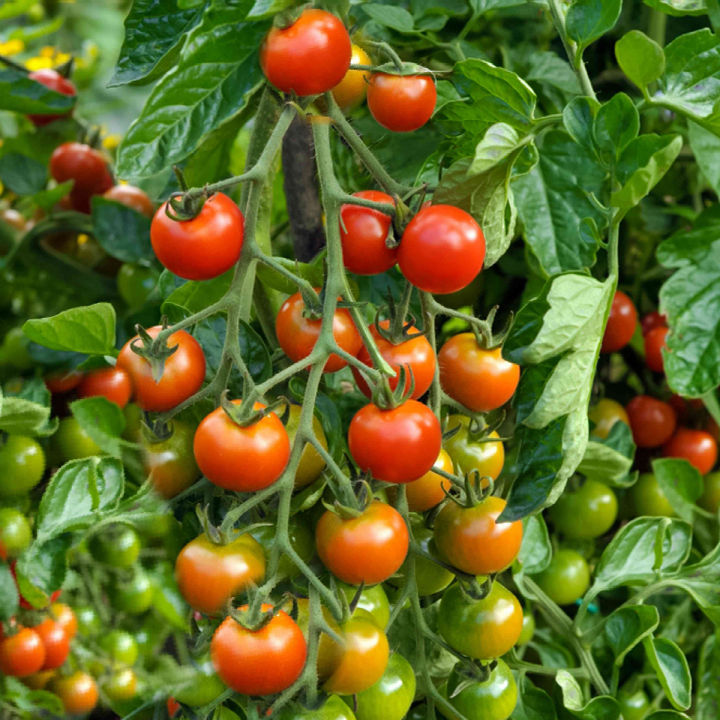 Hybrid%20Cherry%20Tomato%20Mix%20seeds%2025%20pis%20-%20Image%204
