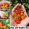 Hybrid Cherry Tomato Mix seeds 25 pis. 