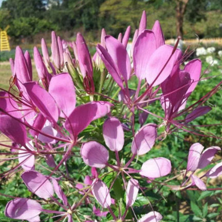 Rare%20Ixia%20Flower%20Seeds%20White%20-%2050%20pcs%20-%20Image%203