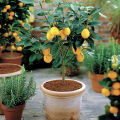 Rare Dwarf Lemon Tree Seeds Bonsai Fruit Plant Organic garden decoration plant-10Pcs seeds.